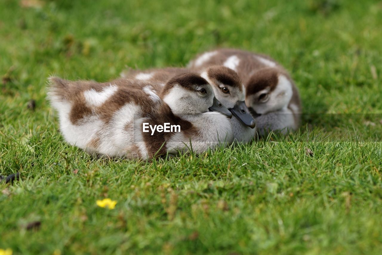 Close-up of ducks lying on grassy field