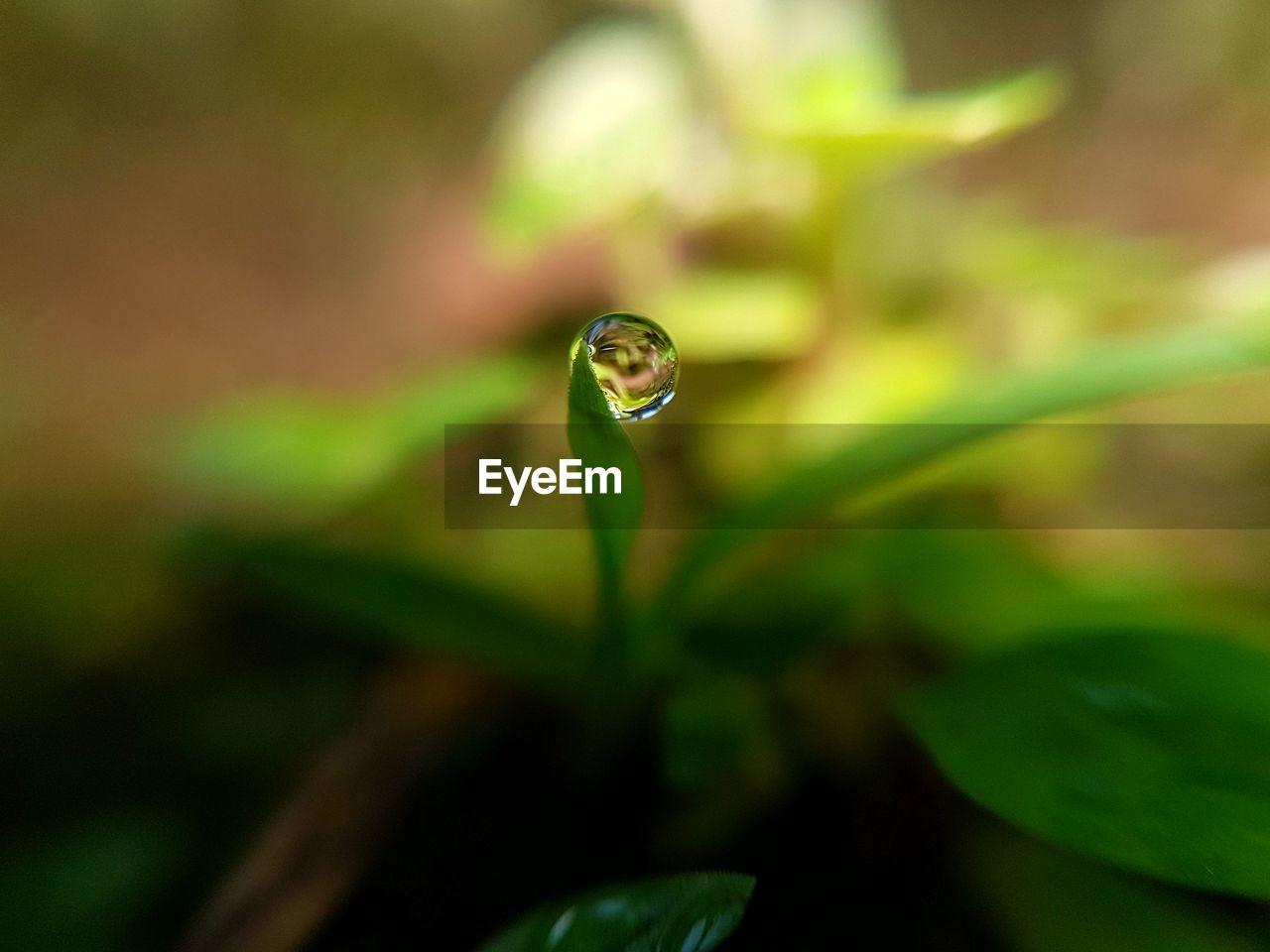 Close-up of green leaf on plant