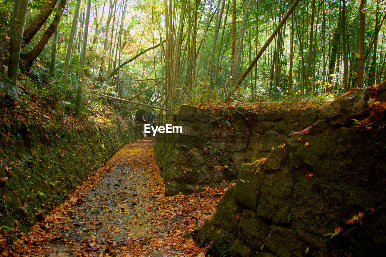 Footpath amidst trees in forest during autumn