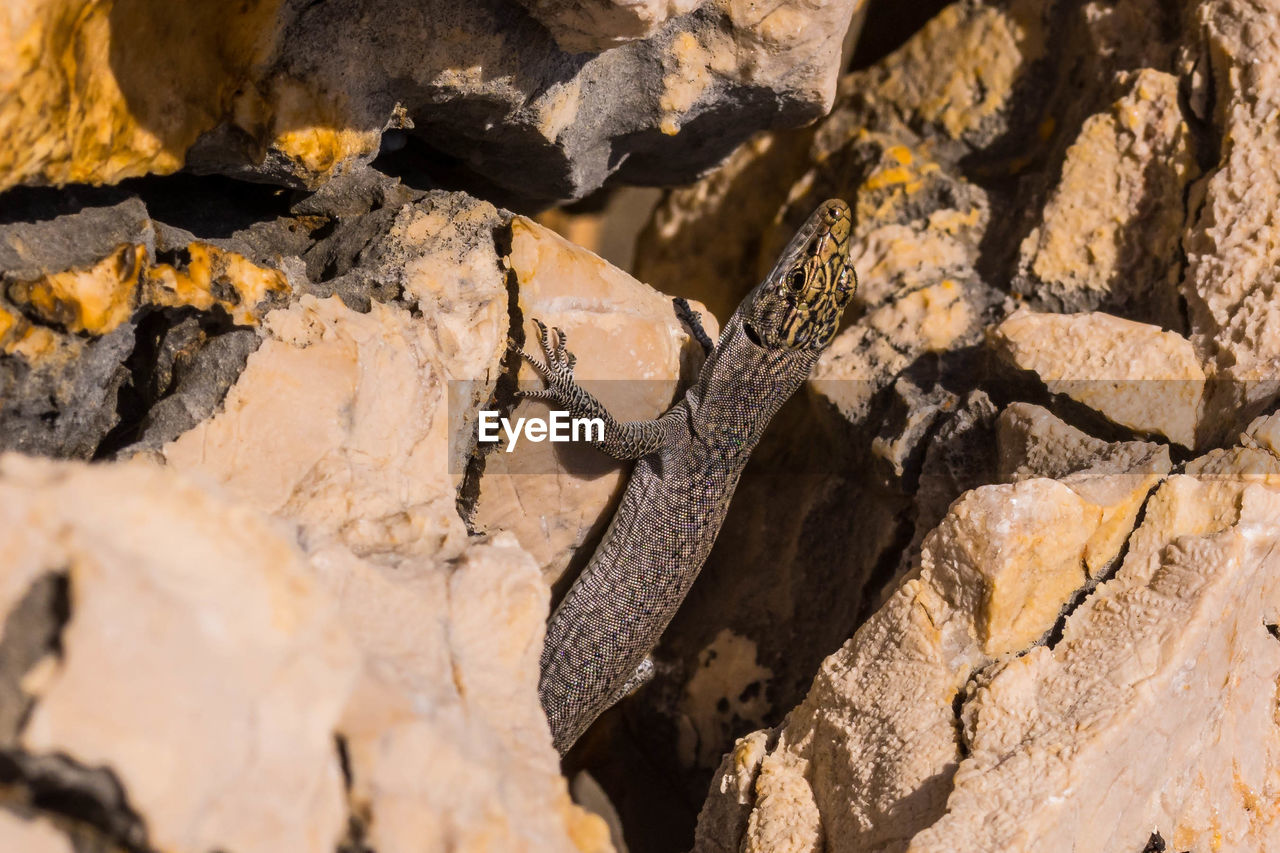 Close-up of lizard on rock