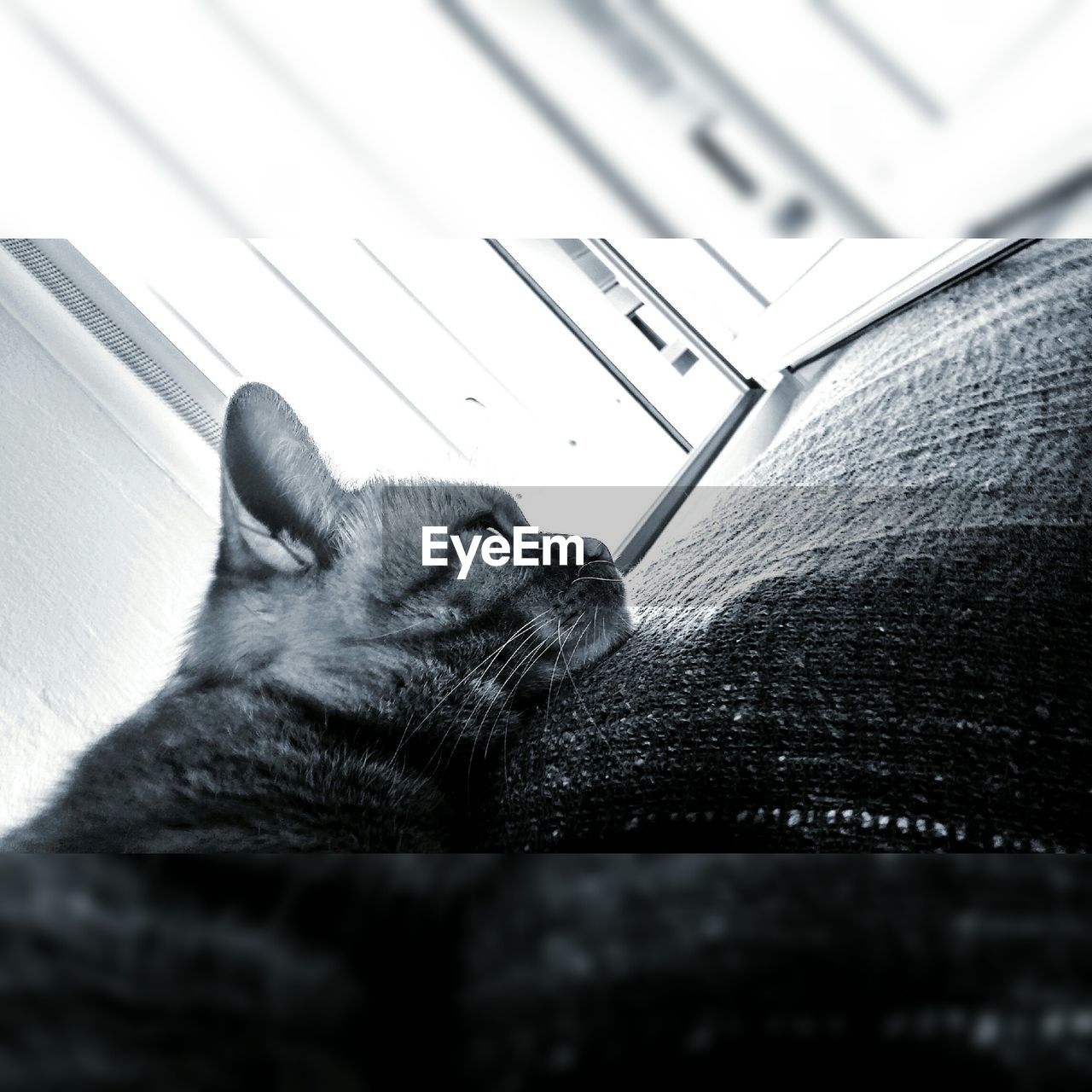 CLOSE-UP OF CAT RESTING ON TILED FLOOR