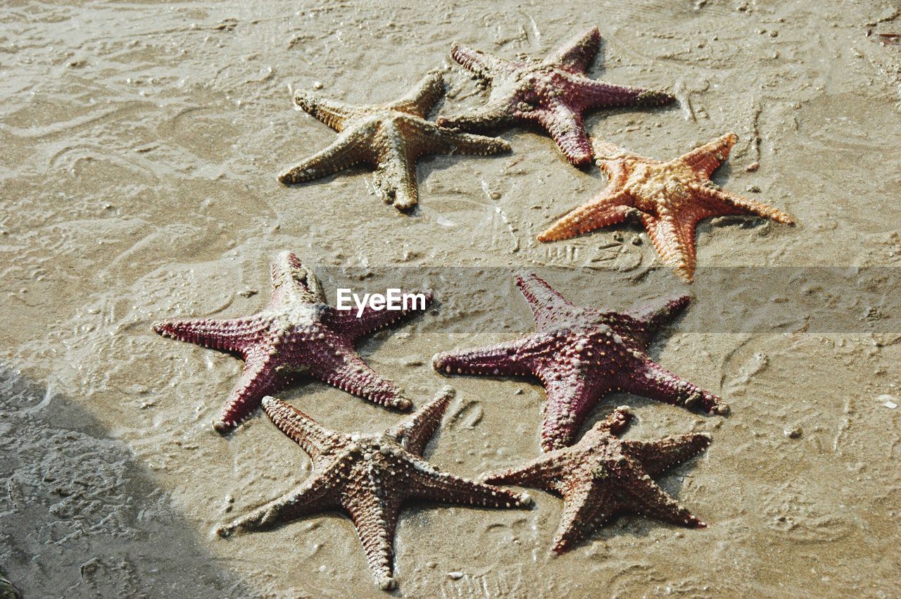 High angle view of dead starfish at messy beach