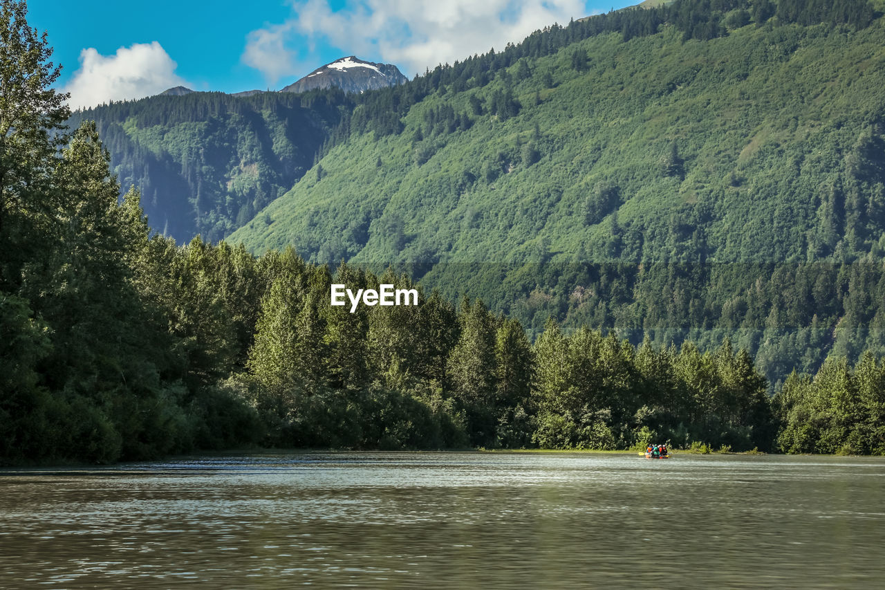 Scenic view of lake in forest