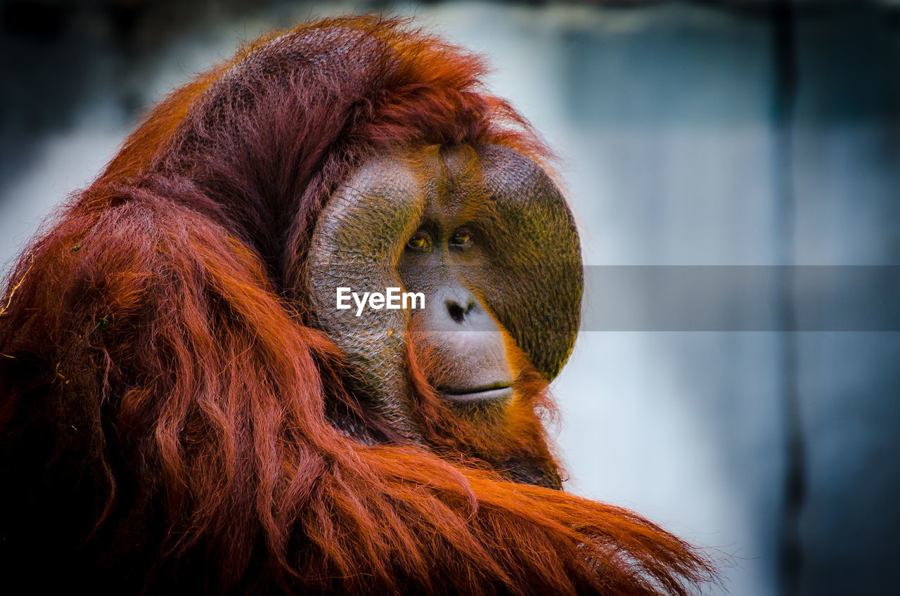 Close-up portrait of monkey