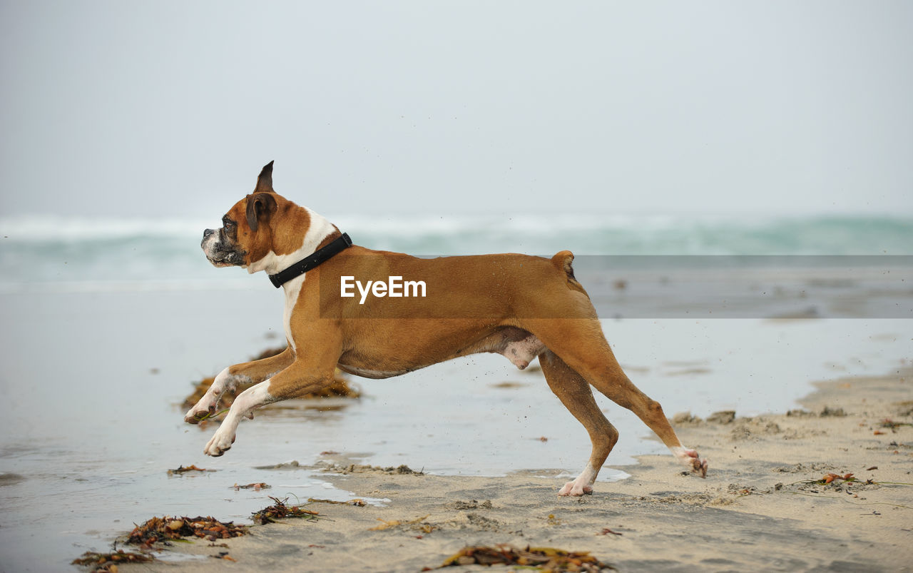 Dog on beach