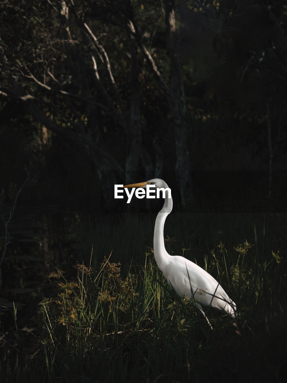 White heron in the lake