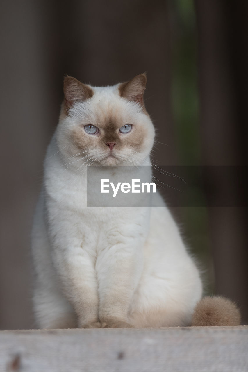 PORTRAIT OF CAT SITTING ON FLOOR