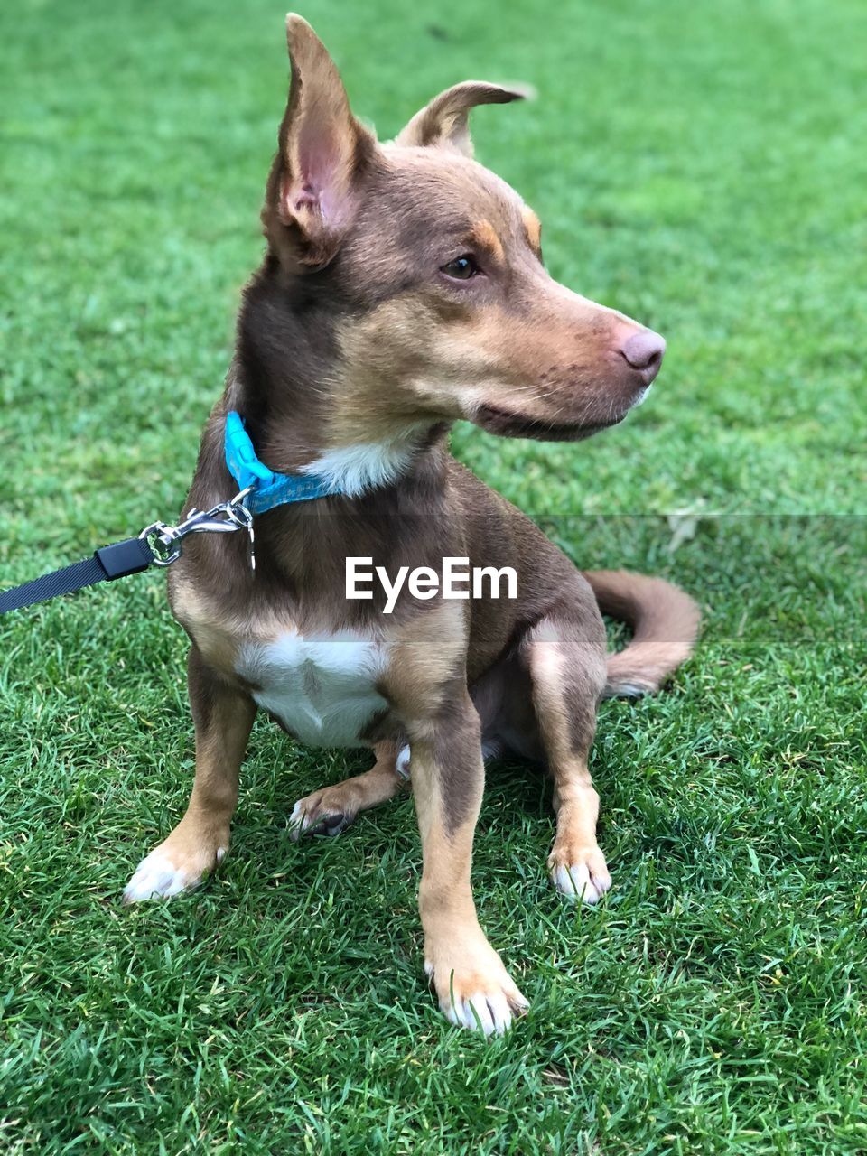 Puppy looking away on grass