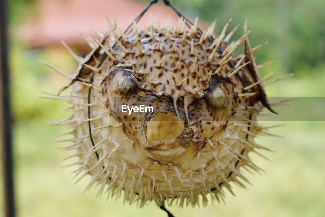 Decorative dried puffer fish