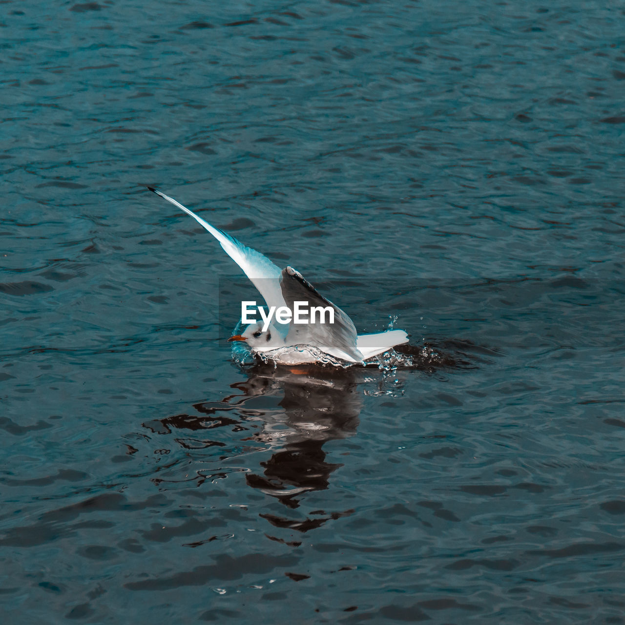 BIRDS SWIMMING IN SEA