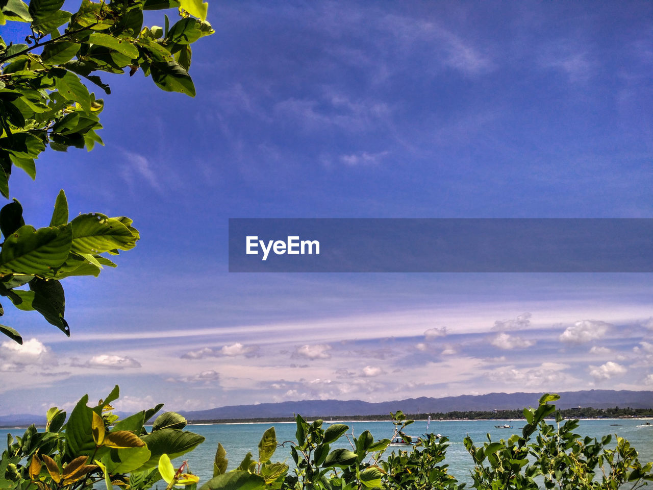 PLANTS BY SEA AGAINST SKY