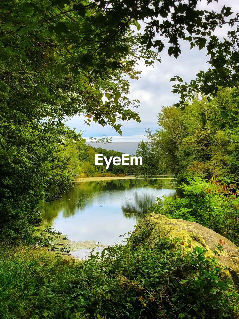 SCENIC VIEW OF LAKE AGAINST TREES IN FOREST