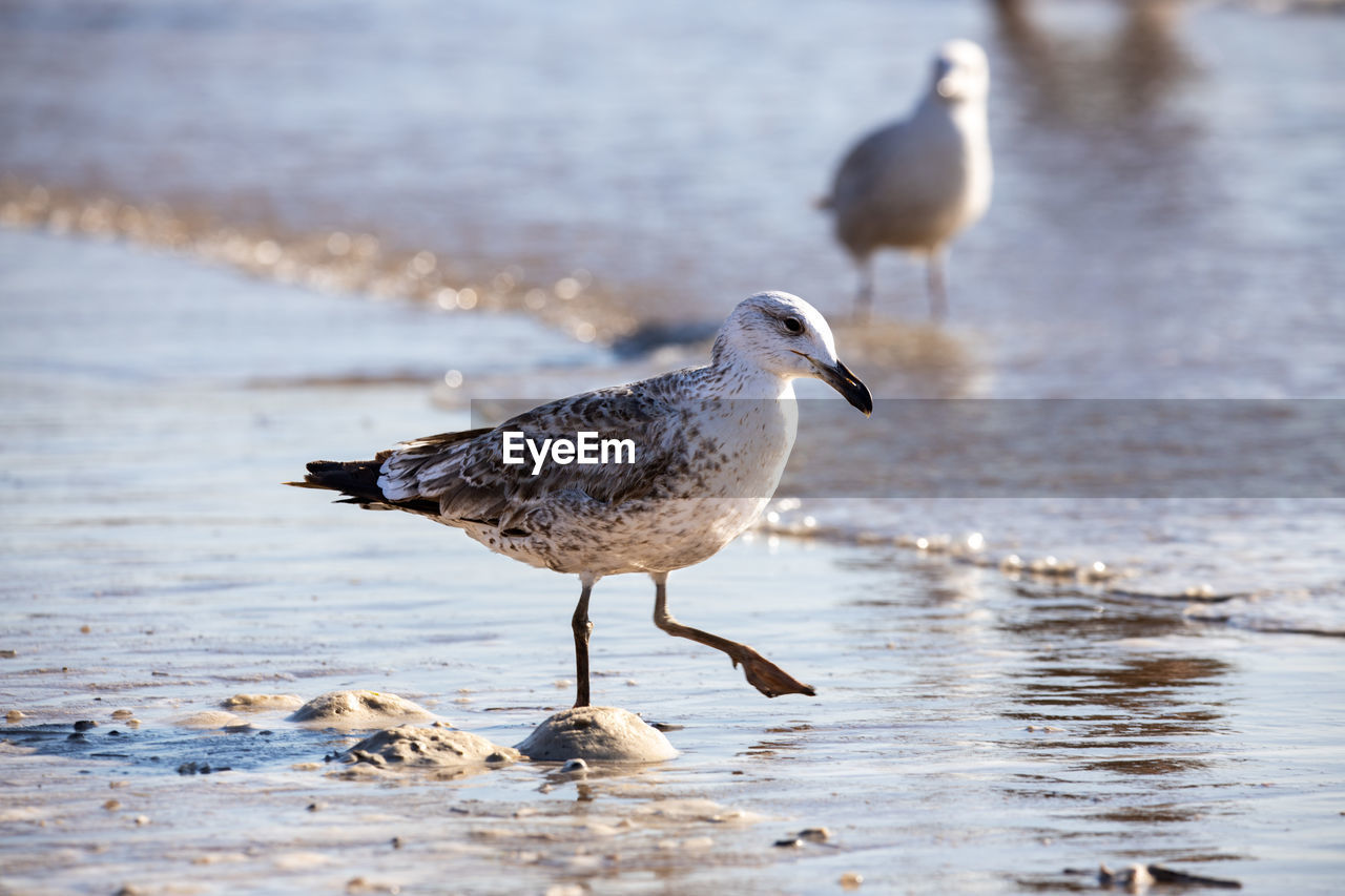 Seagull standing on one leg on the beach as the tide comes in