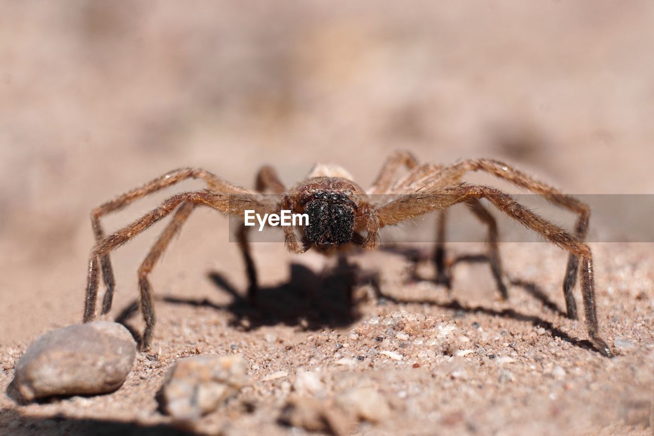 animal themes, animal, animal wildlife, one animal, wildlife, close-up, spider, arachnid, macro photography, insect, nature, no people, selective focus, outdoors, land, zoology, animal body part, day, full length