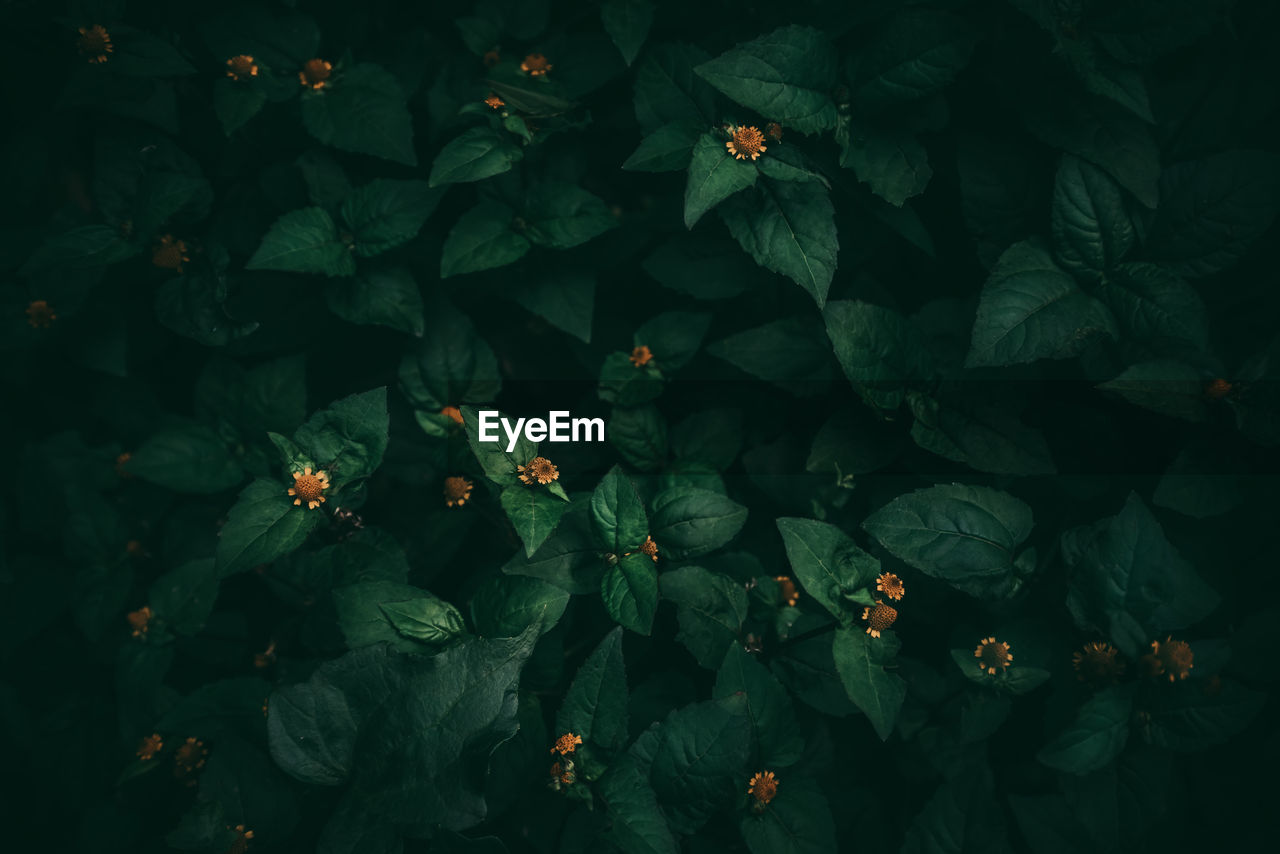 HIGH ANGLE VIEW OF FLOWERING PLANT BY WATER