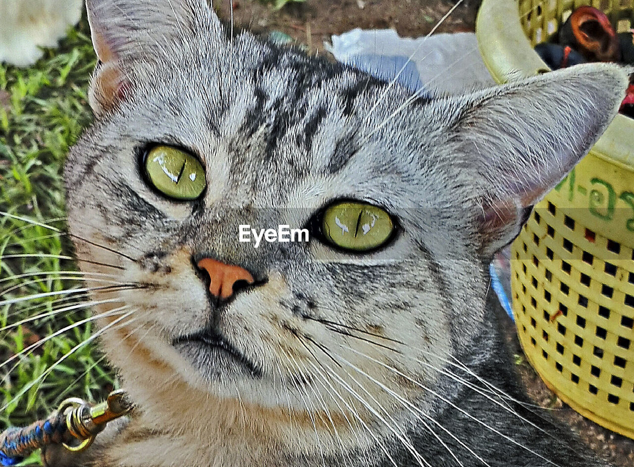 CLOSE-UP PORTRAIT OF CAT OUTDOORS