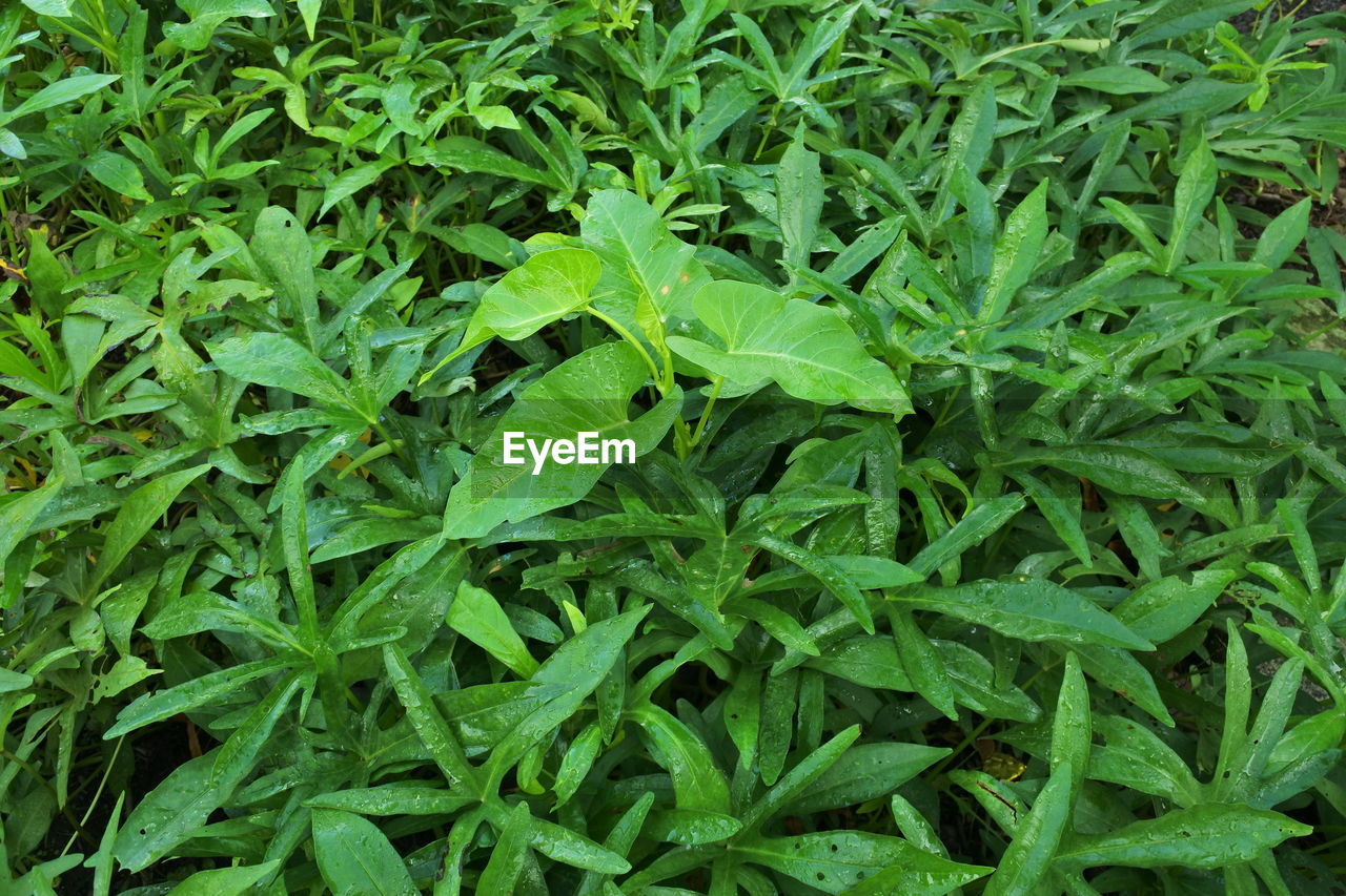 FULL FRAME SHOT OF FRESH GREEN PLANTS