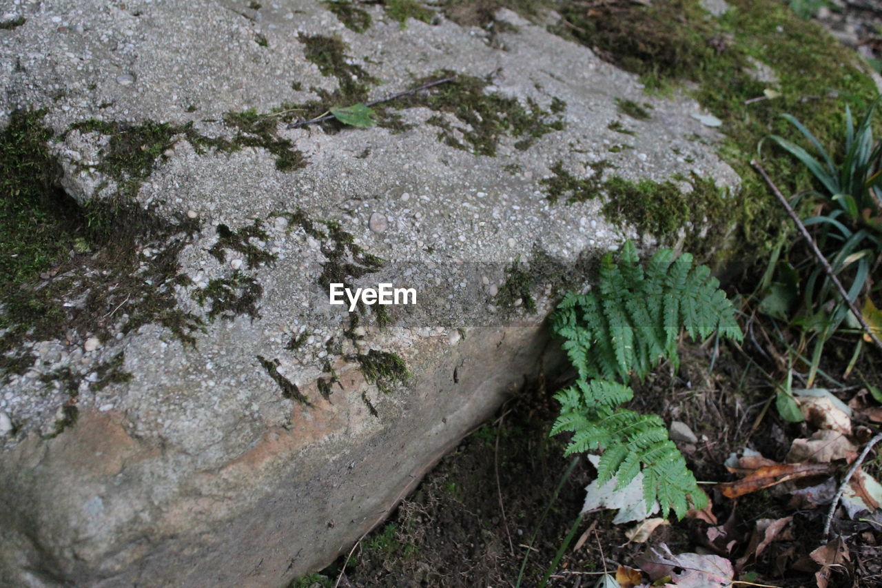 HIGH ANGLE VIEW OF PLANTS IN THE DARK