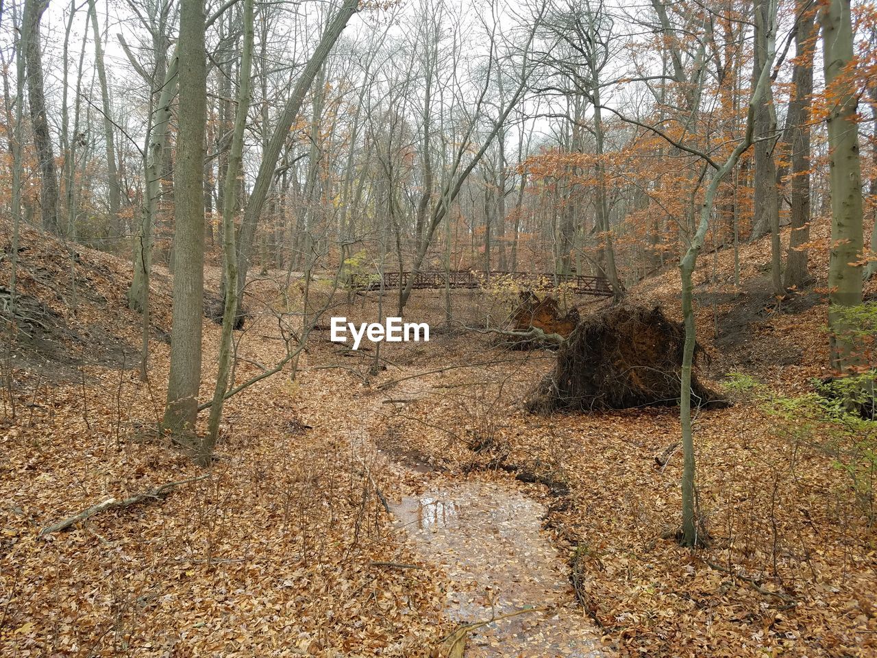 CLOSE-UP OF TREES