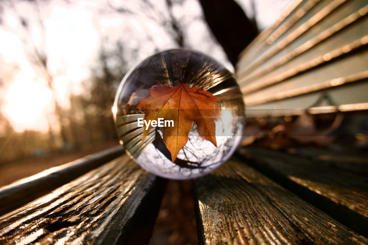 Close-up of crystal ball on wooden bench during autumn 