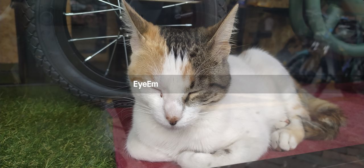 CLOSE-UP OF A CAT RESTING ON GRASS