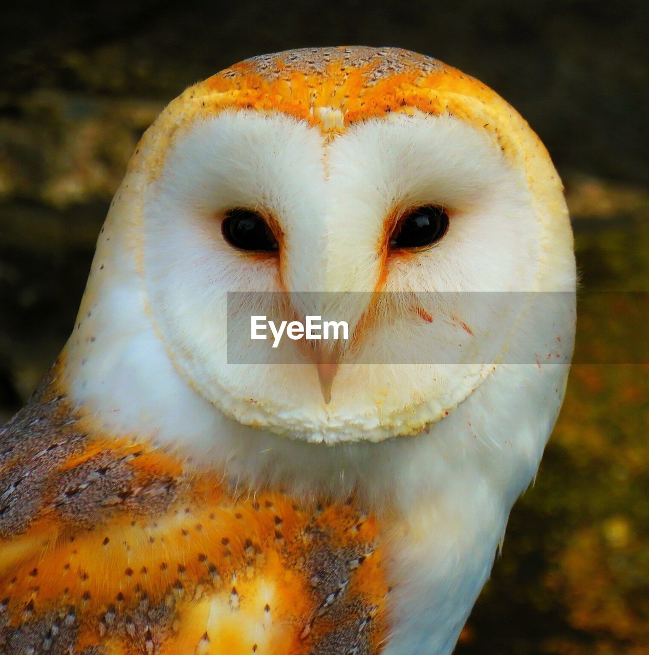 CLOSE UP OF OWL