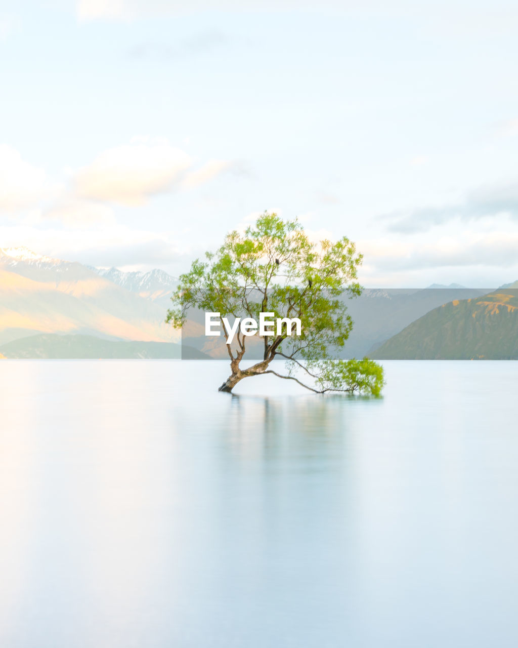 Lone tree in calm sea against clouds