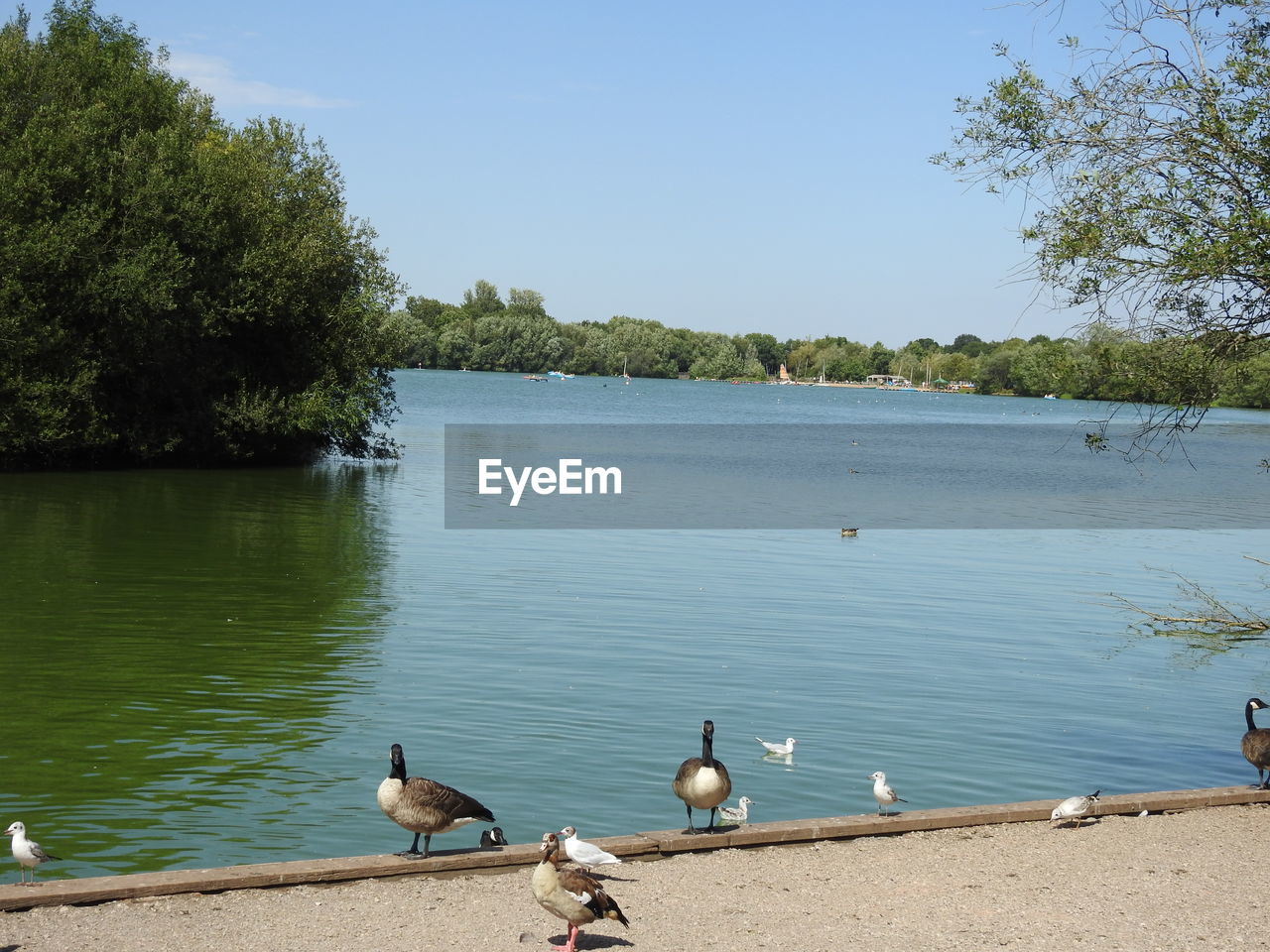 VIEW OF SEAGULLS PERCHING ON LAKE