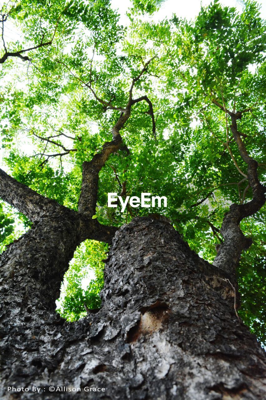 LOW ANGLE VIEW OF TREE TRUNK