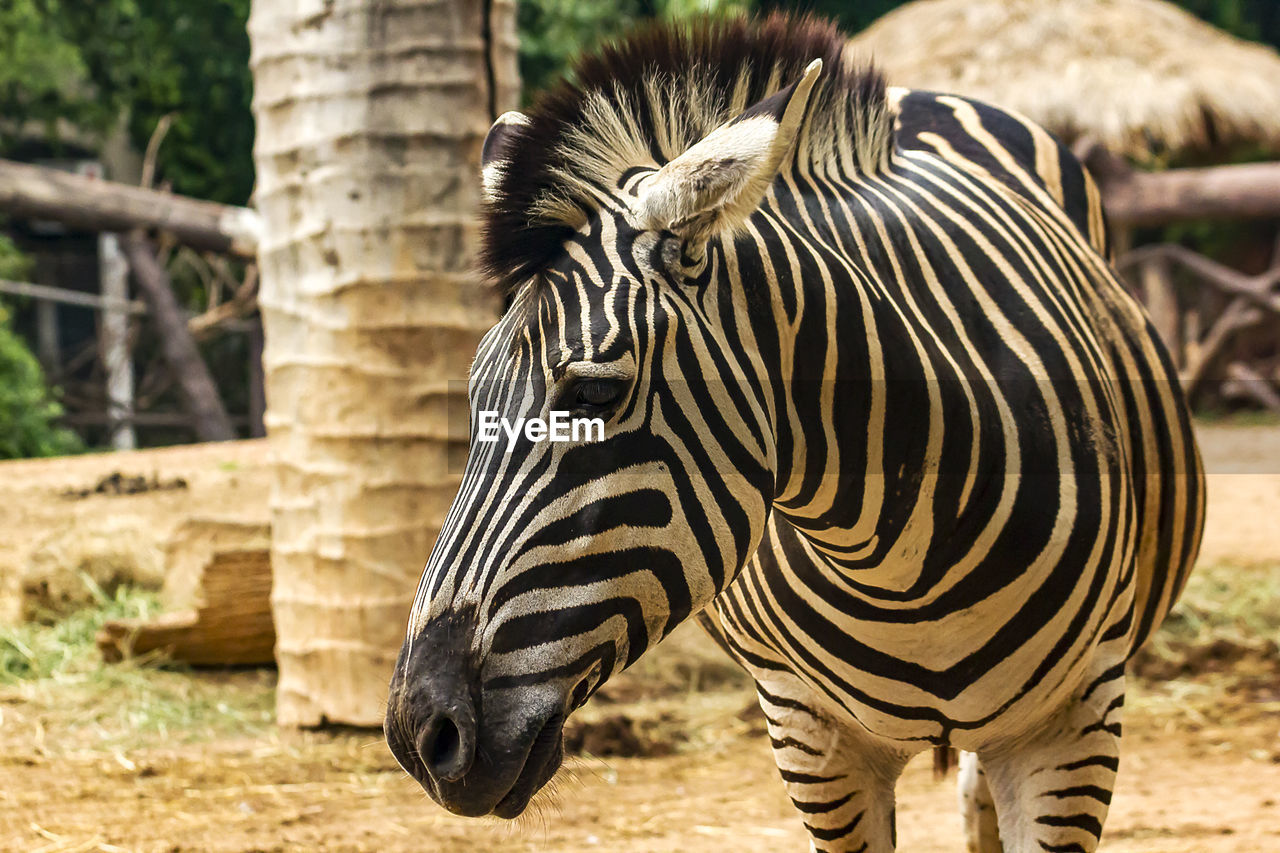 Zebra head in the zoo walking