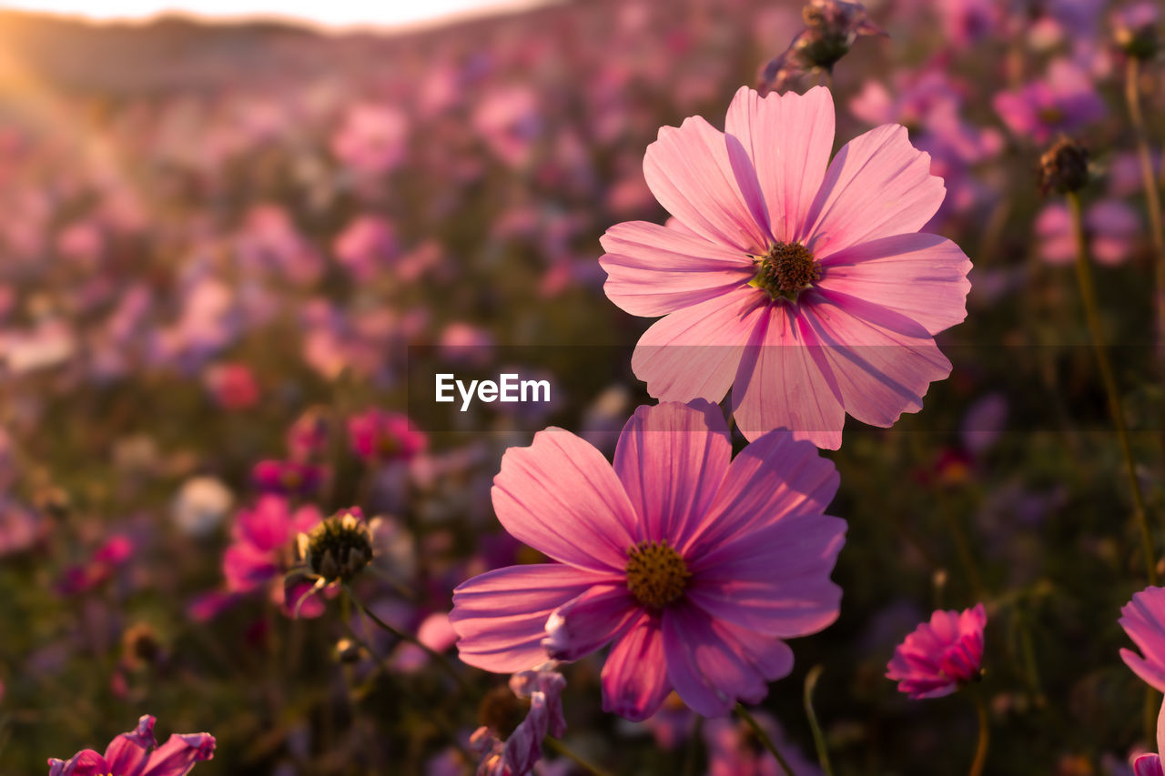 flower, flowering plant, plant, freshness, beauty in nature, garden cosmos, pink, close-up, nature, flower head, petal, growth, fragility, inflorescence, focus on foreground, no people, macro photography, purple, wildflower, outdoors, pollen, botany, blossom, cosmos, cosmos flower, landscape, sky, magenta, sunlight, summer, field, selective focus, day, multi colored, environment