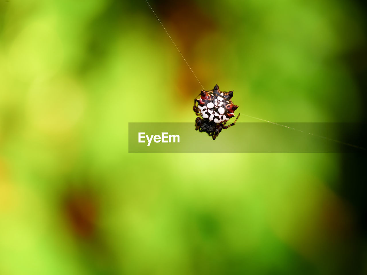 CLOSE-UP OF A INSECT ON LEAF