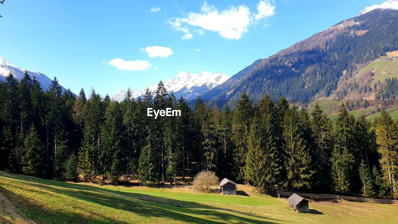 PANORAMIC SHOT OF PINE TREES ON MOUNTAIN AGAINST SKY