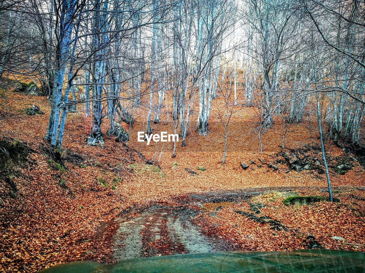 FULL FRAME SHOT OF BARE TREE IN FOREST