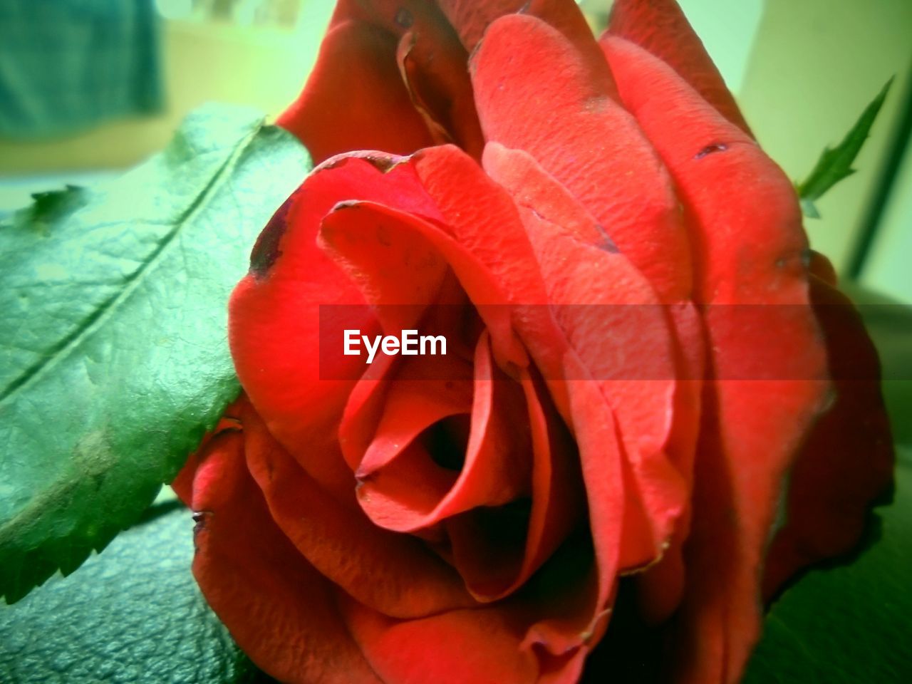 CLOSE-UP OF ROSE BLOOMING OUTDOORS