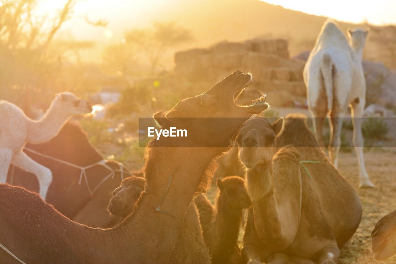 Herd on camels in desert