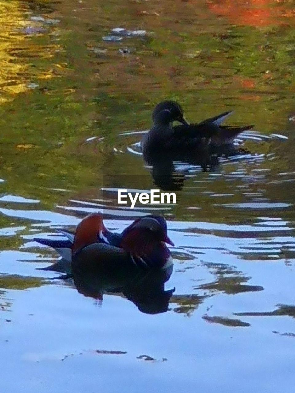 DUCK SWIMMING ON LAKE