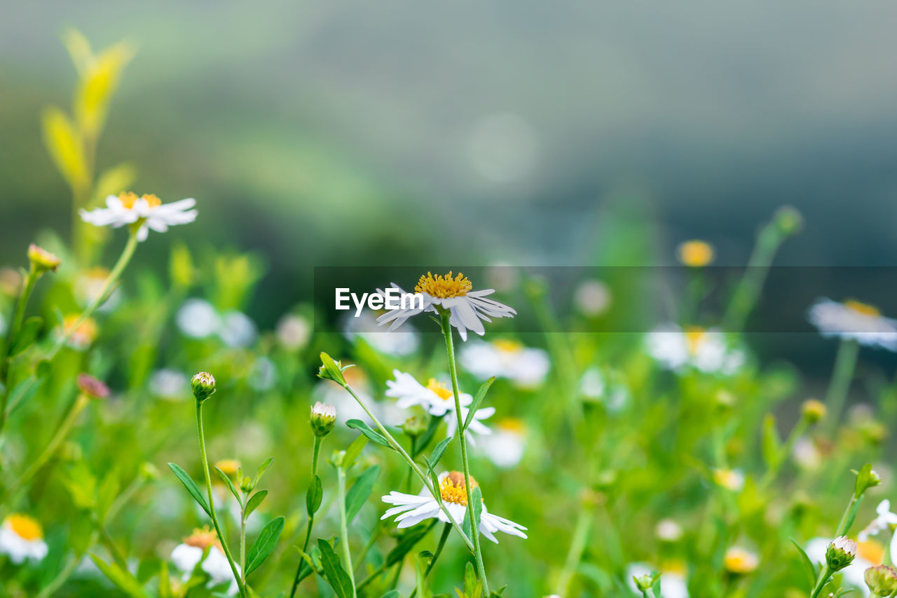 Close-up of yellow flowering plant on field