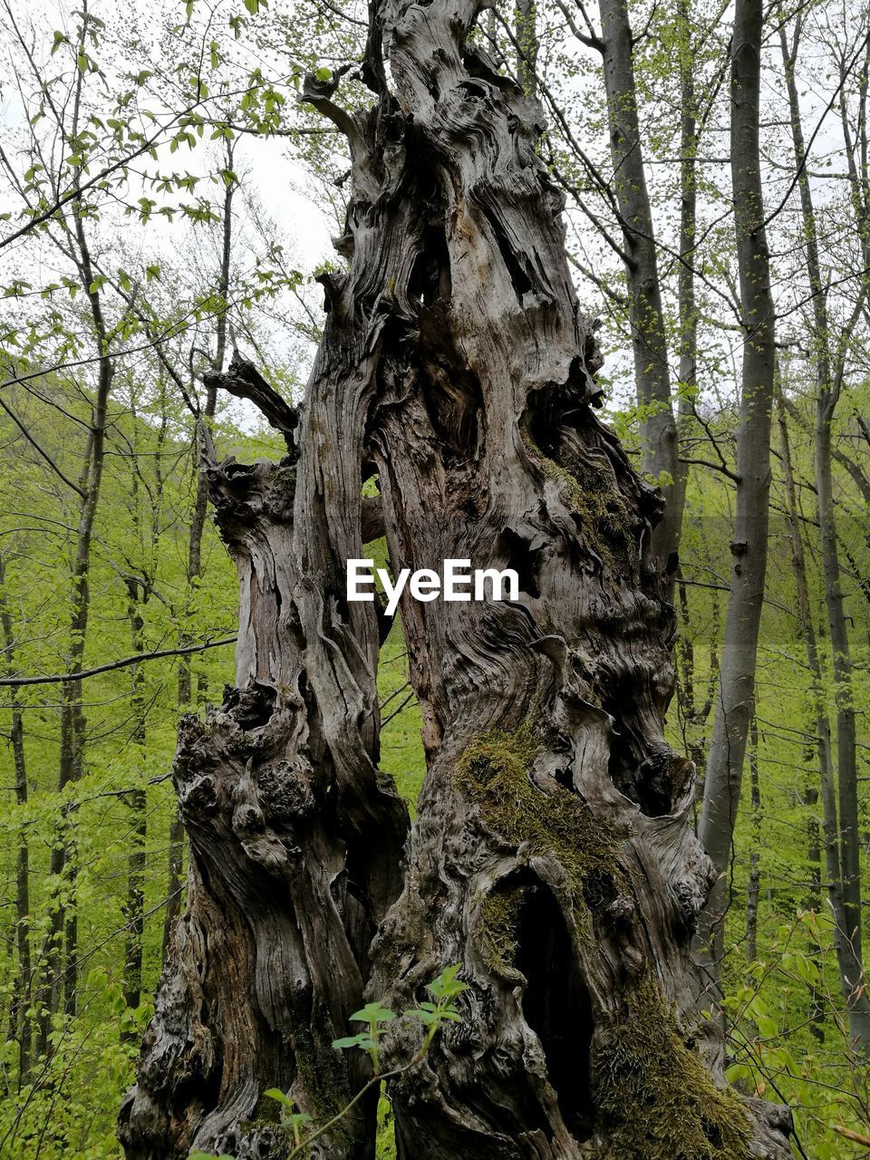 CLOSE-UP OF TREE TRUNK