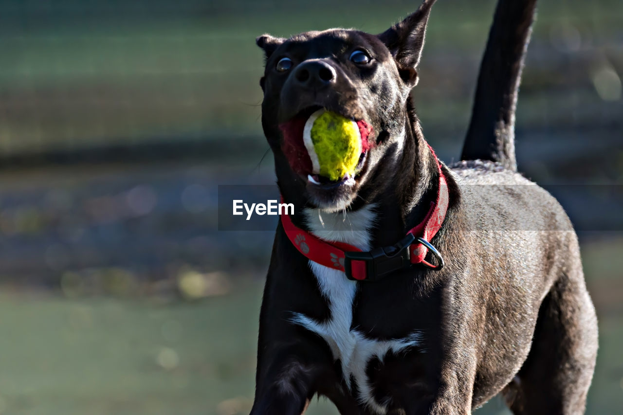 Close-up of dog with ball in mouth