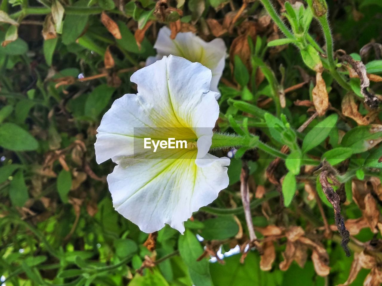 CLOSE-UP OF WHITE FLOWERS BLOOMING