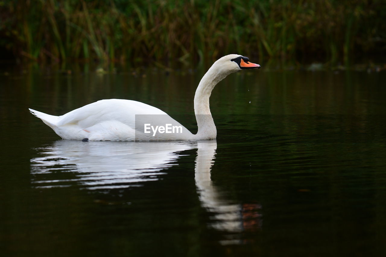 animal themes, bird, animal wildlife, animal, wildlife, water, swan, lake, one animal, beak, reflection, water bird, nature, ducks, geese and swans, no people, white, beauty in nature, swimming, wing, day, goose, side view, waterfront, outdoors, animal body part