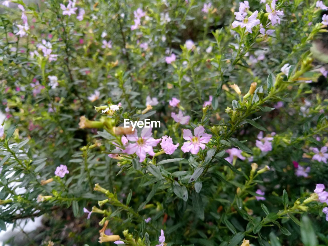 CLOSE-UP OF FLOWERS