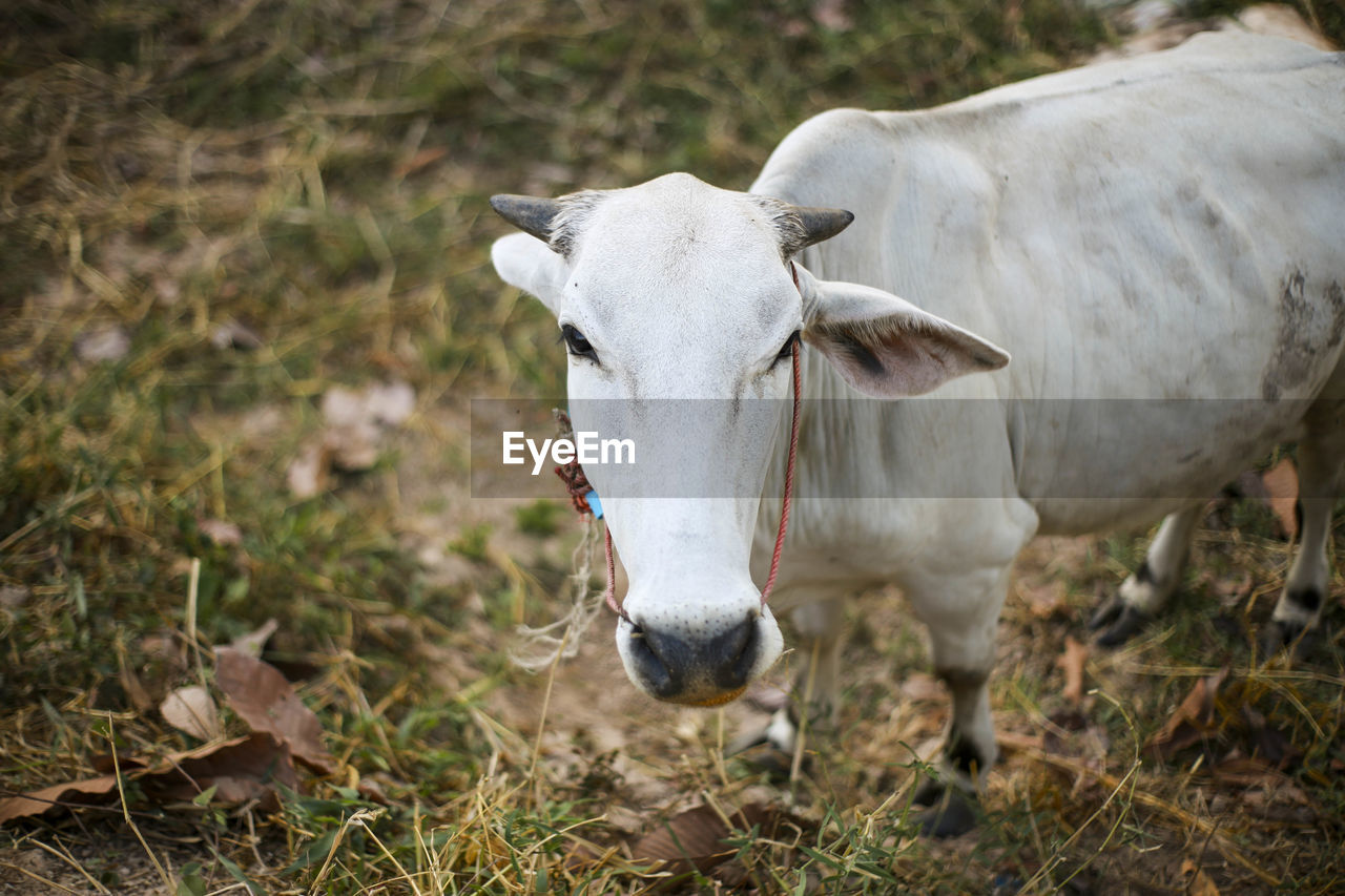 PORTRAIT OF COW IN FIELD