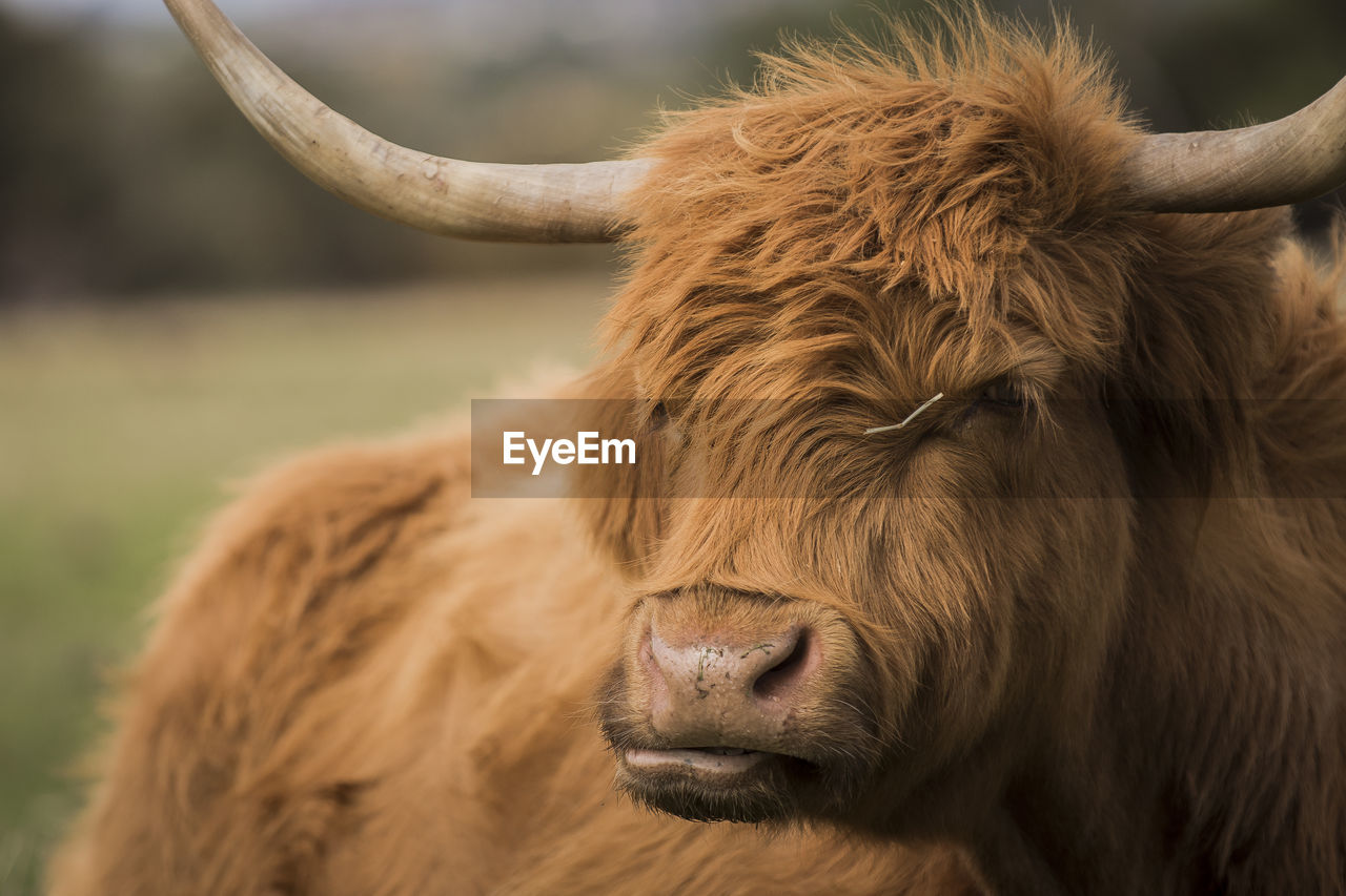 Close-up of a highland cow