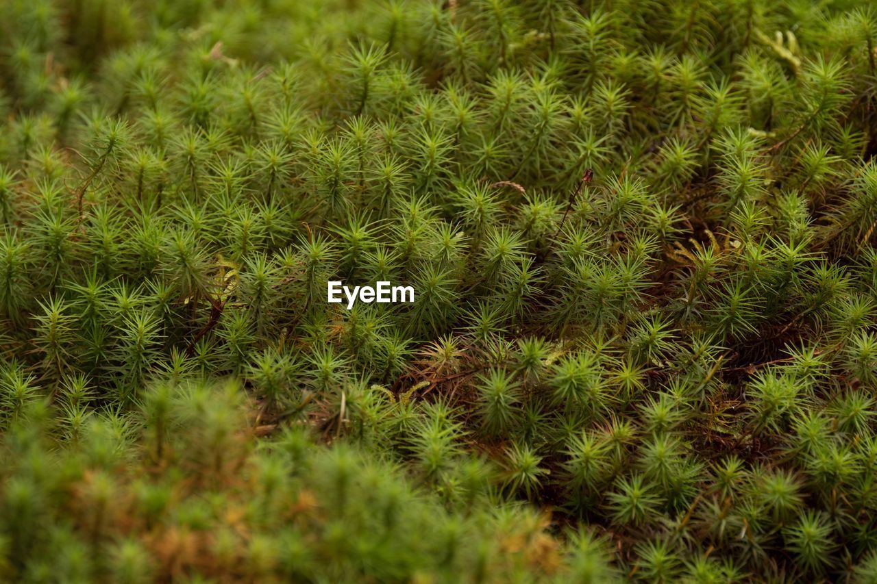 CLOSE UP OF GRASS