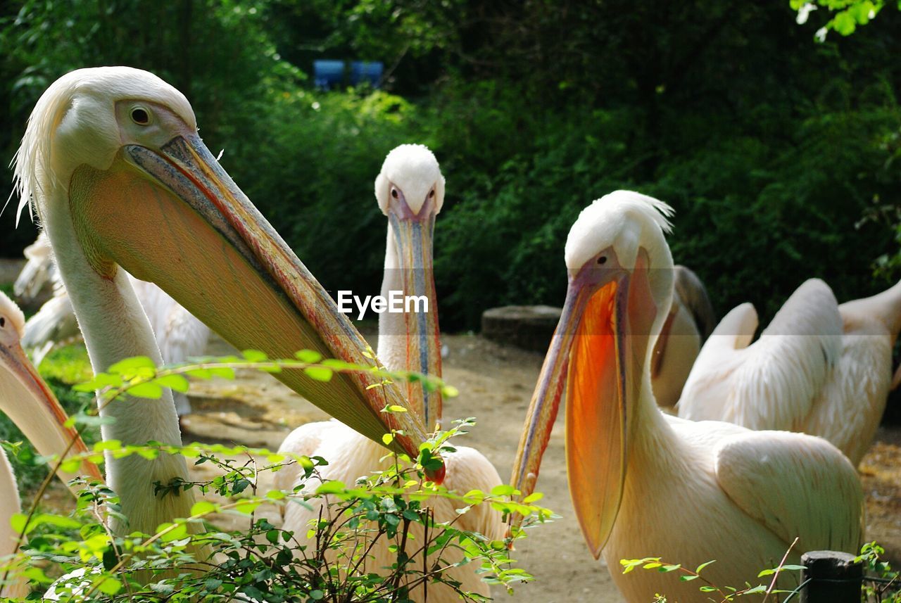 CLOSE-UP OF PELICAN PERCHING ON RIVERBANK