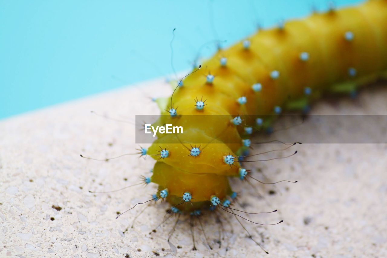 Close-up of insect on the sea