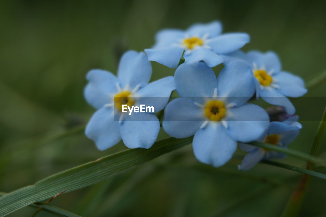 CLOSE-UP OF FLOWERS