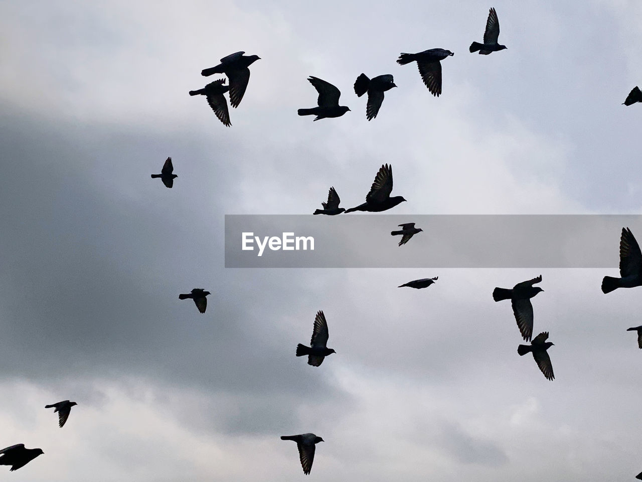flying, animal themes, animal, bird, wildlife, animal wildlife, group of animals, large group of animals, flock, flock of birds, sky, bird migration, cloud, mid-air, animal migration, low angle view, spread wings, nature, no people, motion, pigeon, wing, animal body part, outdoors, day, on the move, silhouette